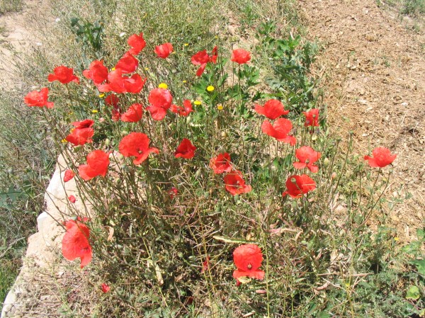 Pulsar para ver la imagen original